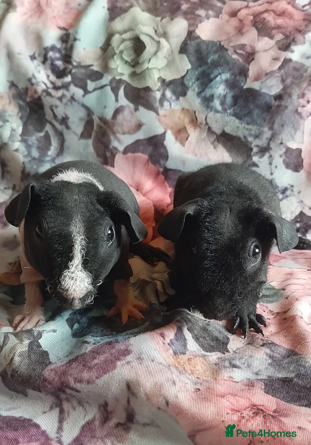 Guinea Pig rodents for sale: Skinny pigs and guinea pig babies - Advert 1