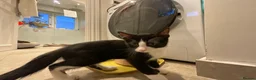 Domestic Shorthair cats for sale: 4 Beautiful Kittens Ready for their Forever Homes - Advert 13