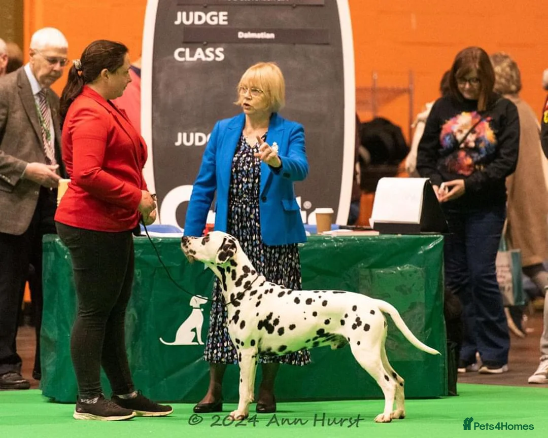 Dalmatian dogs for stud: Health tested, tv and advert star Dalmatian   in Aberdare - Advert 26