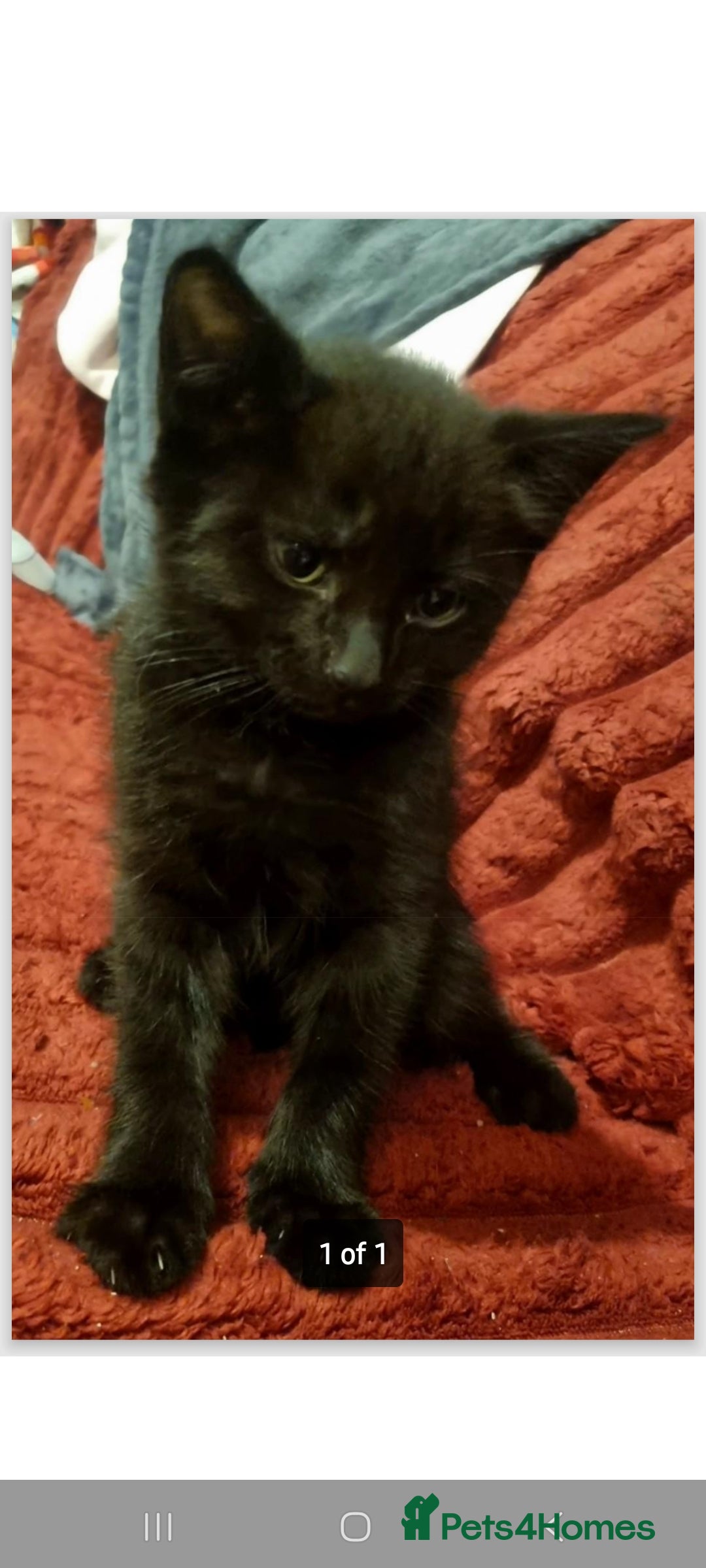 Mixed Breed cats 4 playful kittens - Advert 1