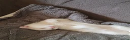 Domestic Shorthair cats for sale: Kittens for sale  - Advert 2