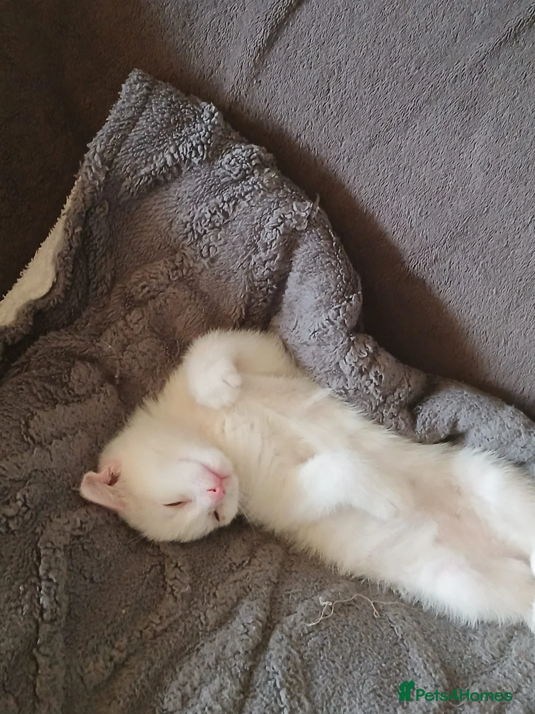 Domestic Shorthair cats for sale: Kittens for sale  - Advert 2