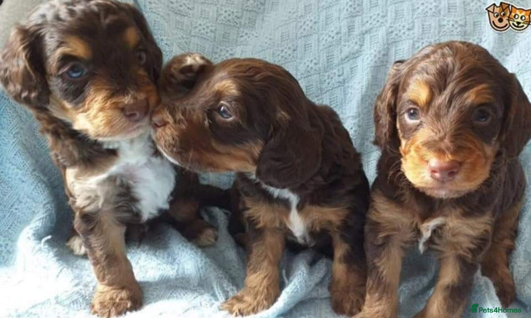 Toy Poodle dogs for stud: KC registered poodle studs in Bolton - Image 5