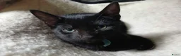 Mixed Breed cats for sale: 3 kittens looking for home in Bradford - Advert 6