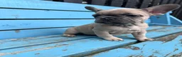 French Bulldog dogs for sale: French bulldogs ready to go now - Advert 17