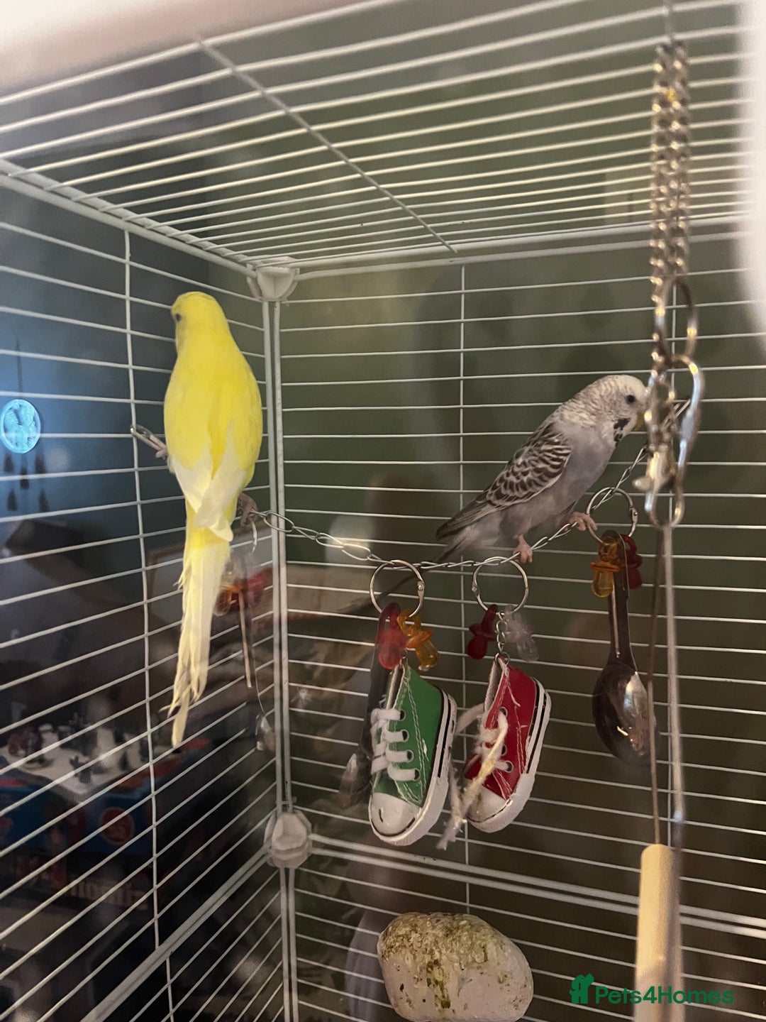 Budgerigars birds for sale: 6 Budgies for sale, 2 breeding pairs - Advert 1