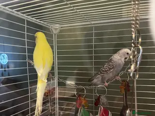 Budgerigars birds 6 Budgies for sale, 2 breeding pairs - Advert 16