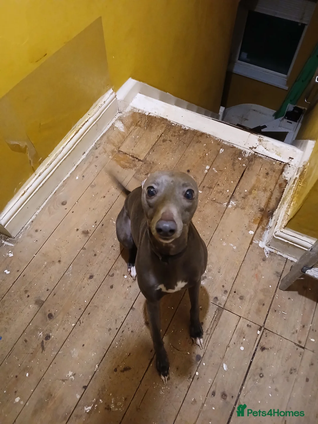 Mixed Breed dogs for sale: Baby yoda - Advert 3