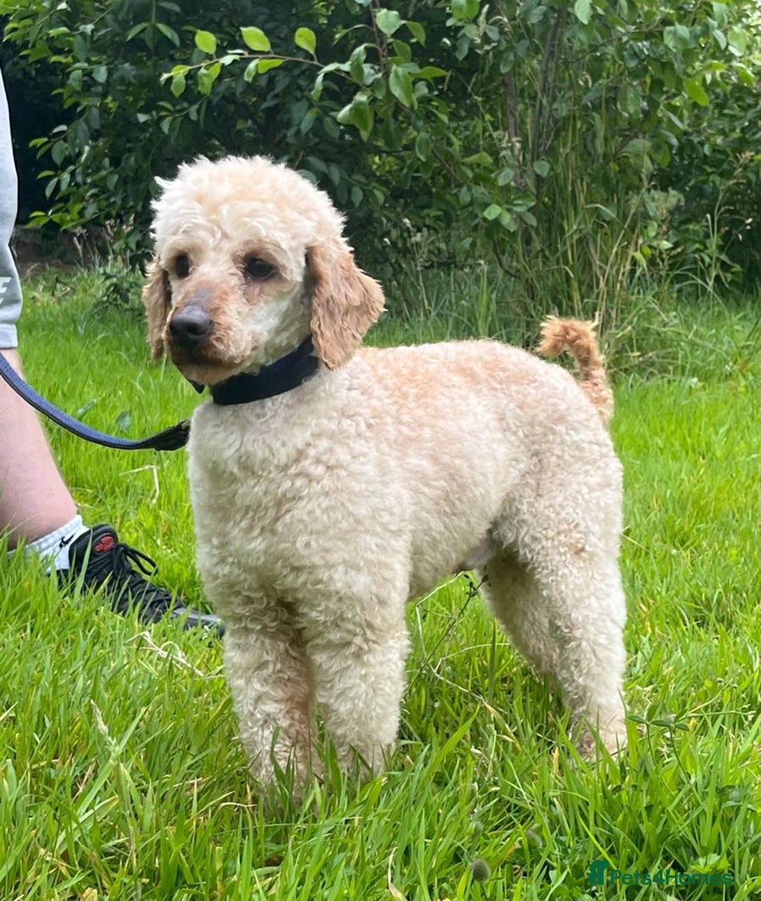Cavapoo dogs for sale: Cavapoo puppy's  - Image 12