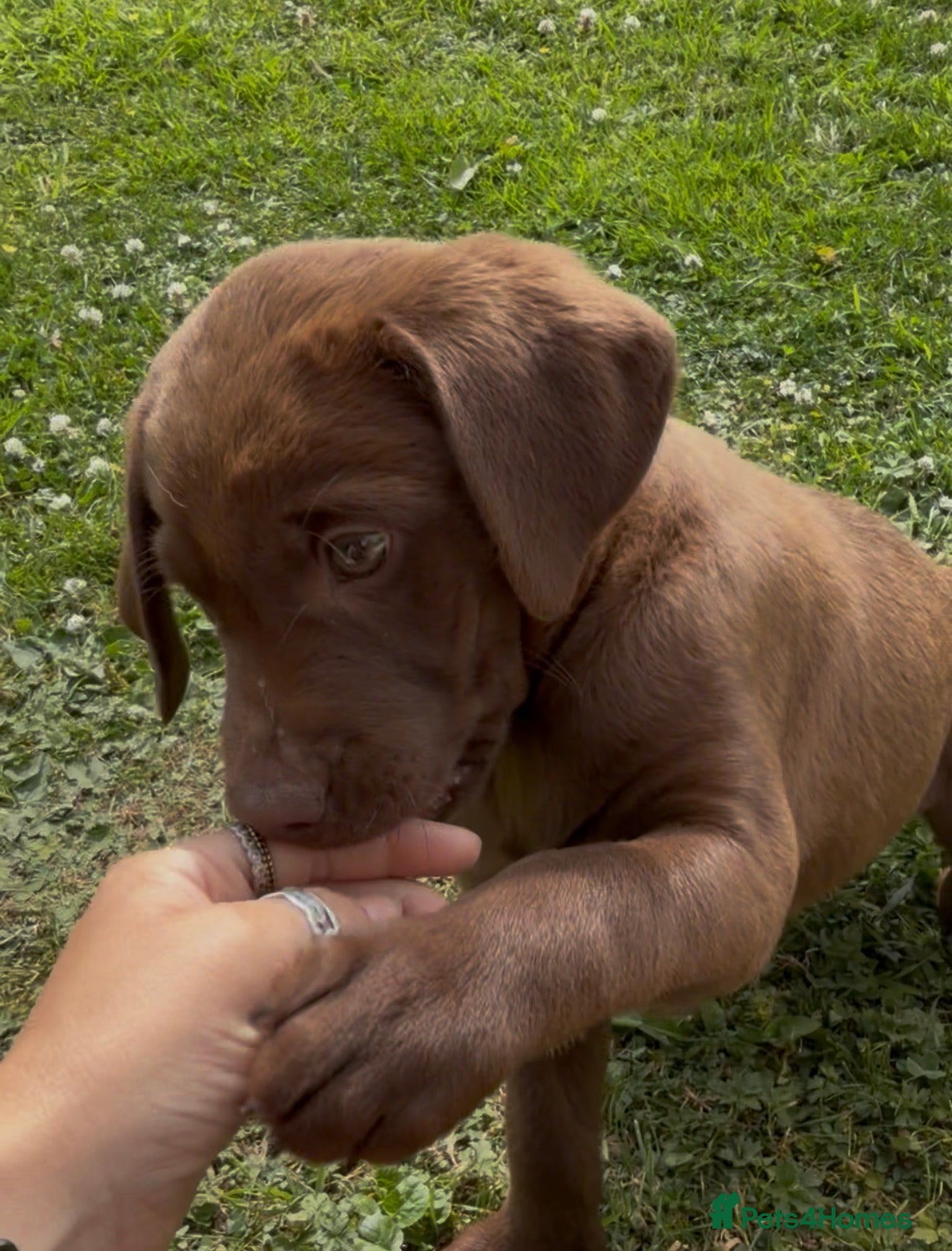 Labrador Retriever dogs 🐾8 weeks JUNE🐾 - Advert 1