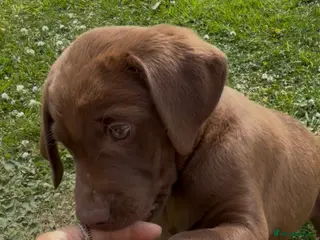 Labrador Retriever dogs 🐾8 weeks JUNE🐾 - Advert 1