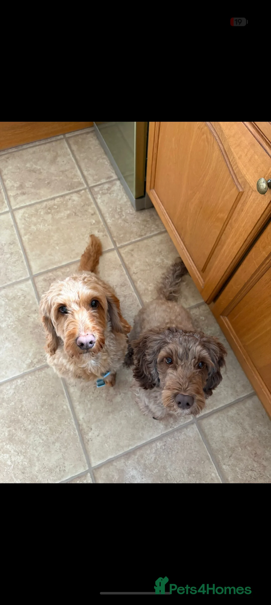 Cockapoo dogs for sale: Cockapoo girls looking for loving homes  - Advert 2