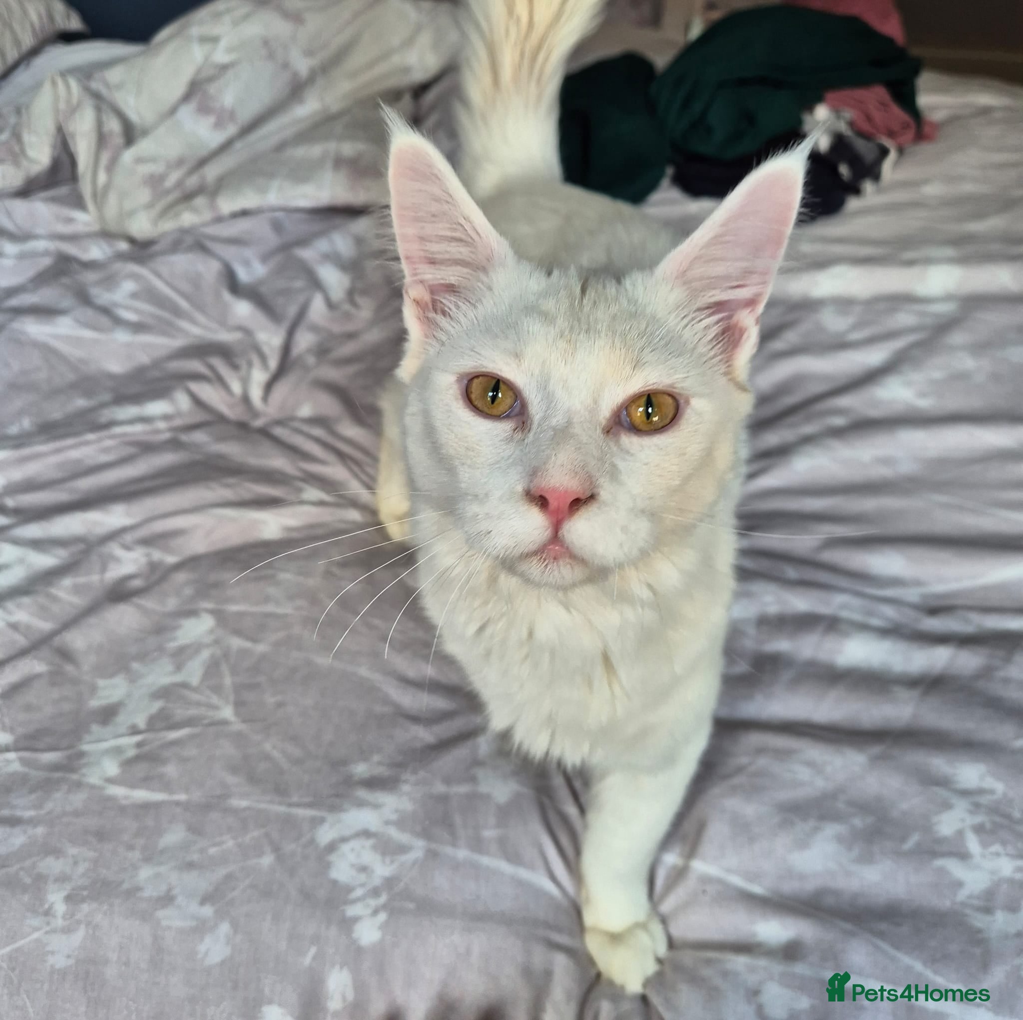 Maine Coon cats Beautiful male maine coon - Advert 2