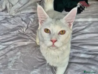 Maine Coon cats Beautiful male maine coon - Advert 2