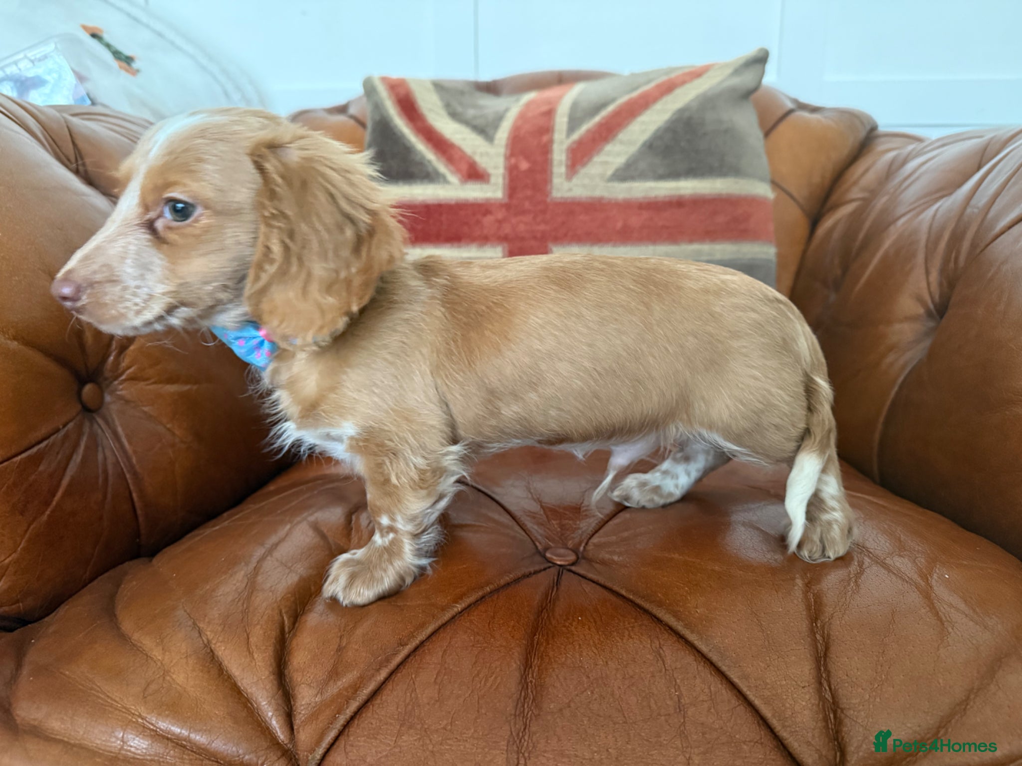 Miniature Dachshund dogs Stunning Longcoats 5 Star Reviews 5 Star Licensed - Advert 3