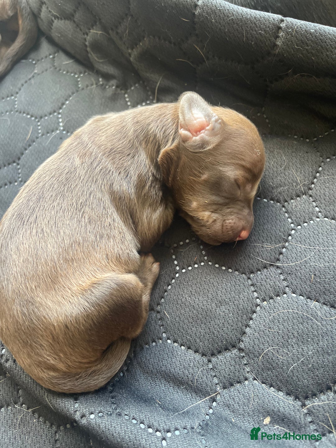 Mixed Breed dogs for sale: Dachshund Cross Pups - Image 4