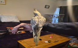 Cockatiels birds for sale: Handreared cockatiel  - Advert 2