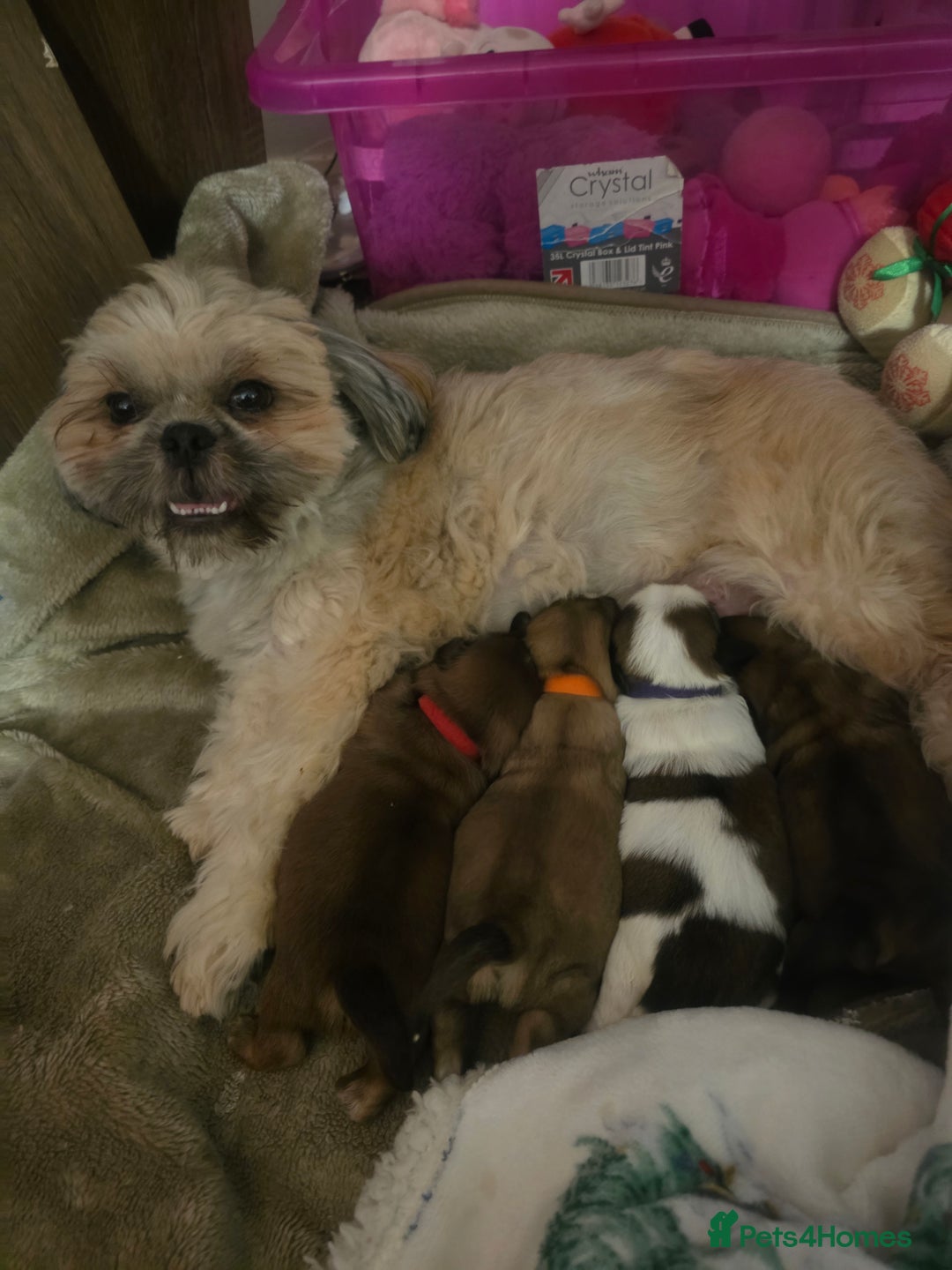 Shih Tzu dogs for sale: Teddy Bear Shiuz - Advert 13