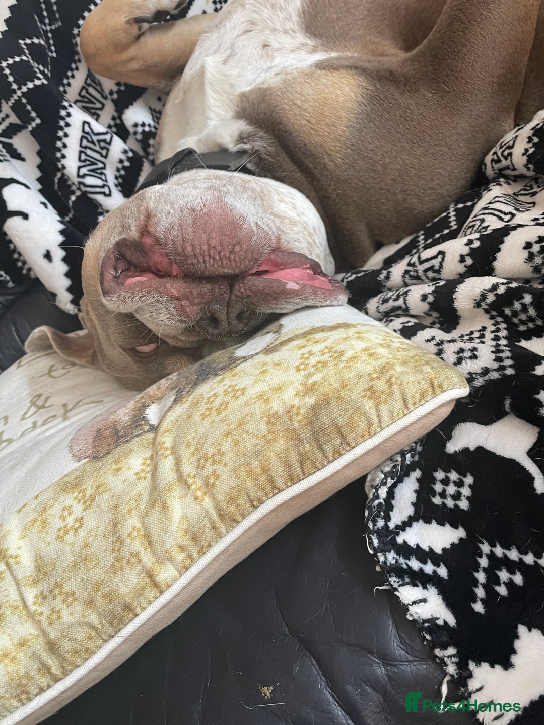 Dorset Olde Tyme Bulldogge dogs for stud: Brock - Image 32