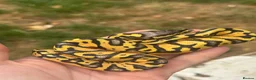 Python Snake reptiles for sale: Super Pastel het pied  - Advert 3