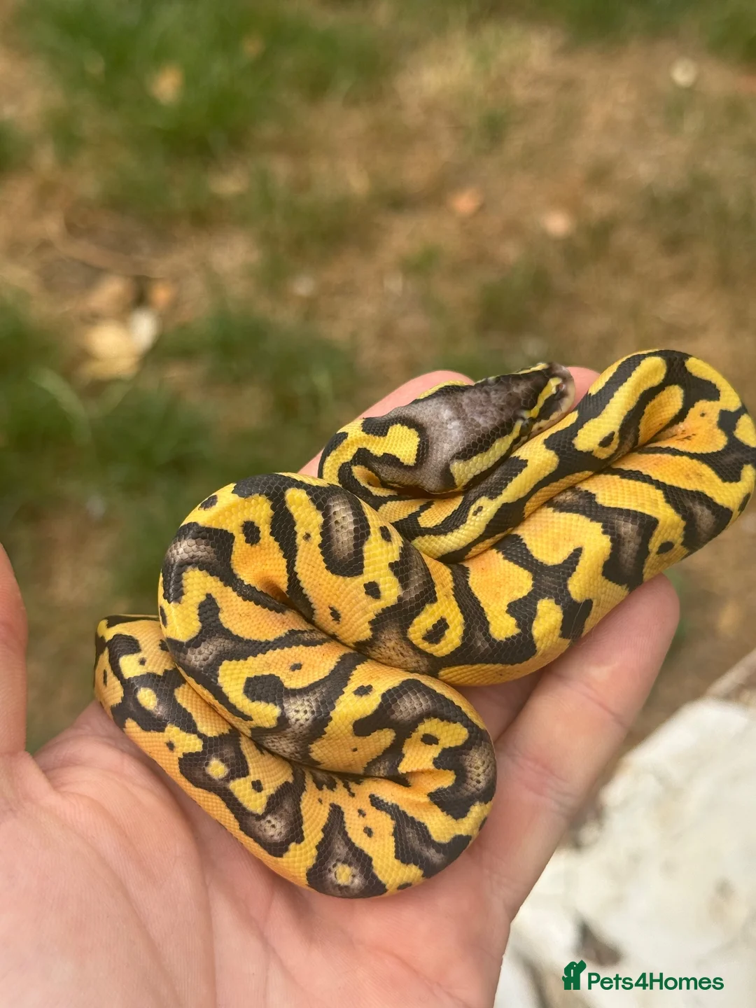Python Snake reptiles for sale: Super Pastel het pied  - Advert 3