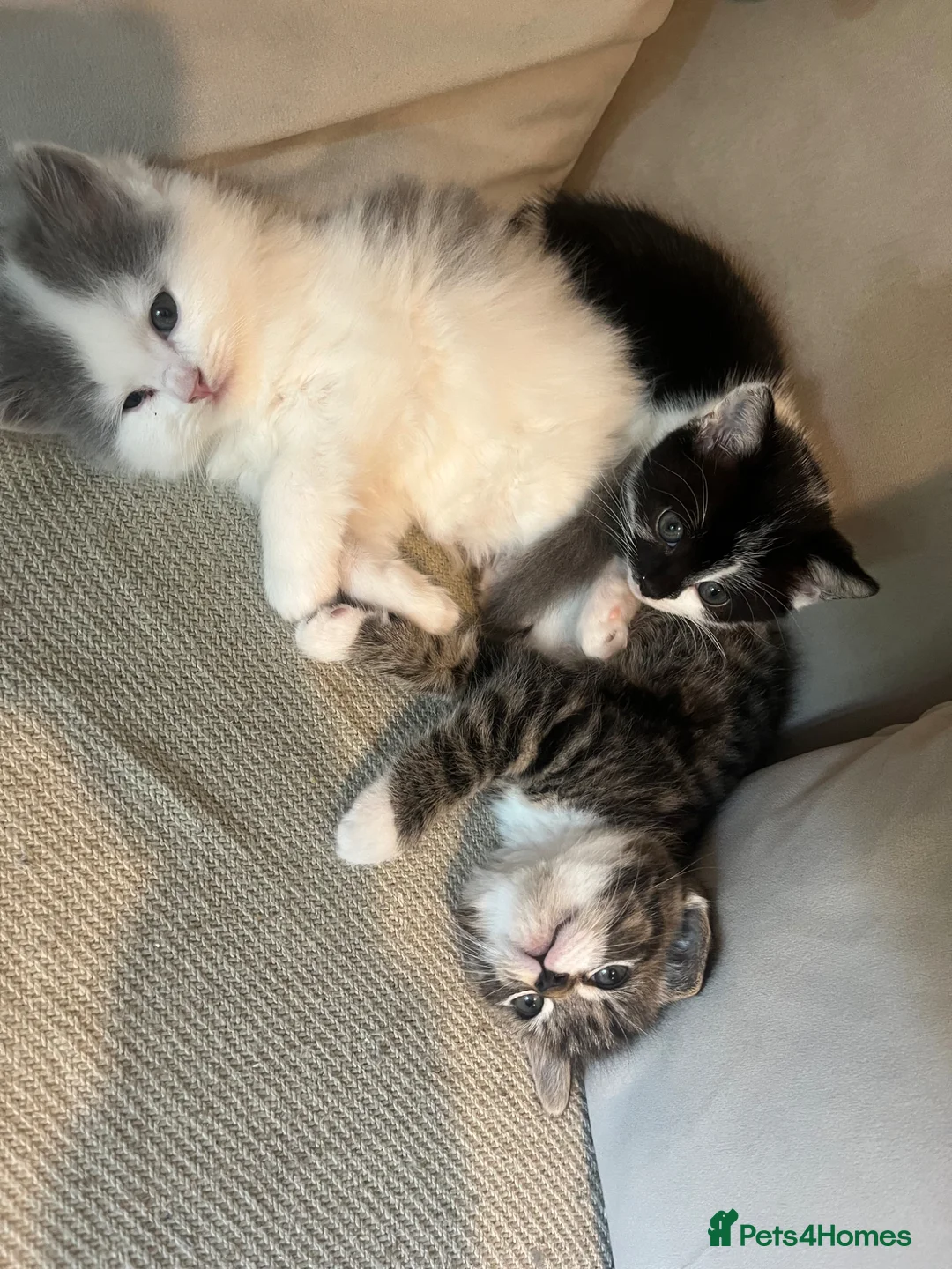 British Shorthair cats for sale: Shorthair beautiful kittens  in Diss - Advert 5