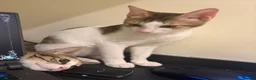 Mixed Breed cats for adoption: Cleo and Junior - lovely kitties - Advert 5