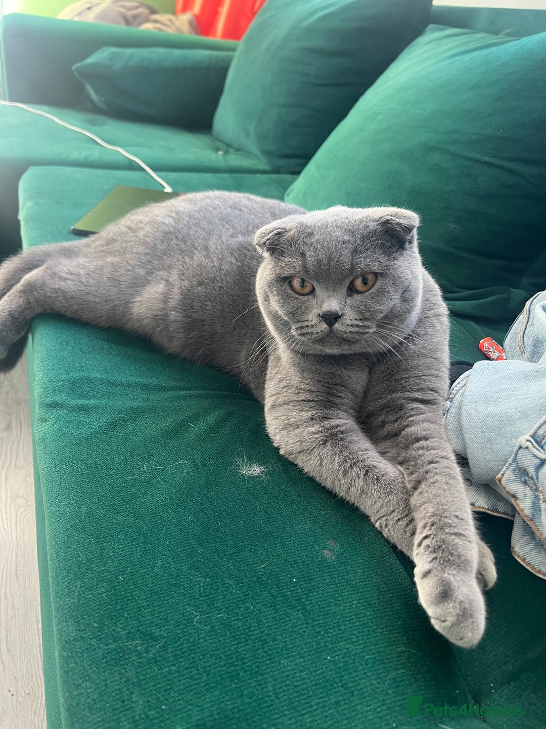 Scottish Fold cats for sale: Long hair Scottish fold kittens - Advert 1