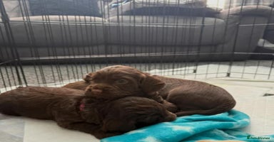 Cocker Spaniel dogs - Advert 6