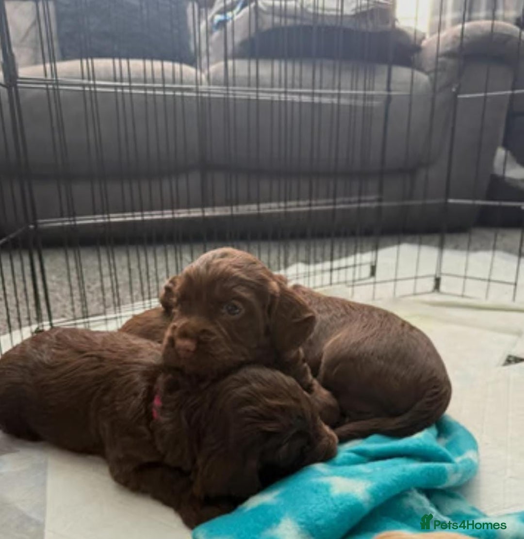 Cocker Spaniel dogs for sale: Chocolate cocker spaniel puppies - Image 2