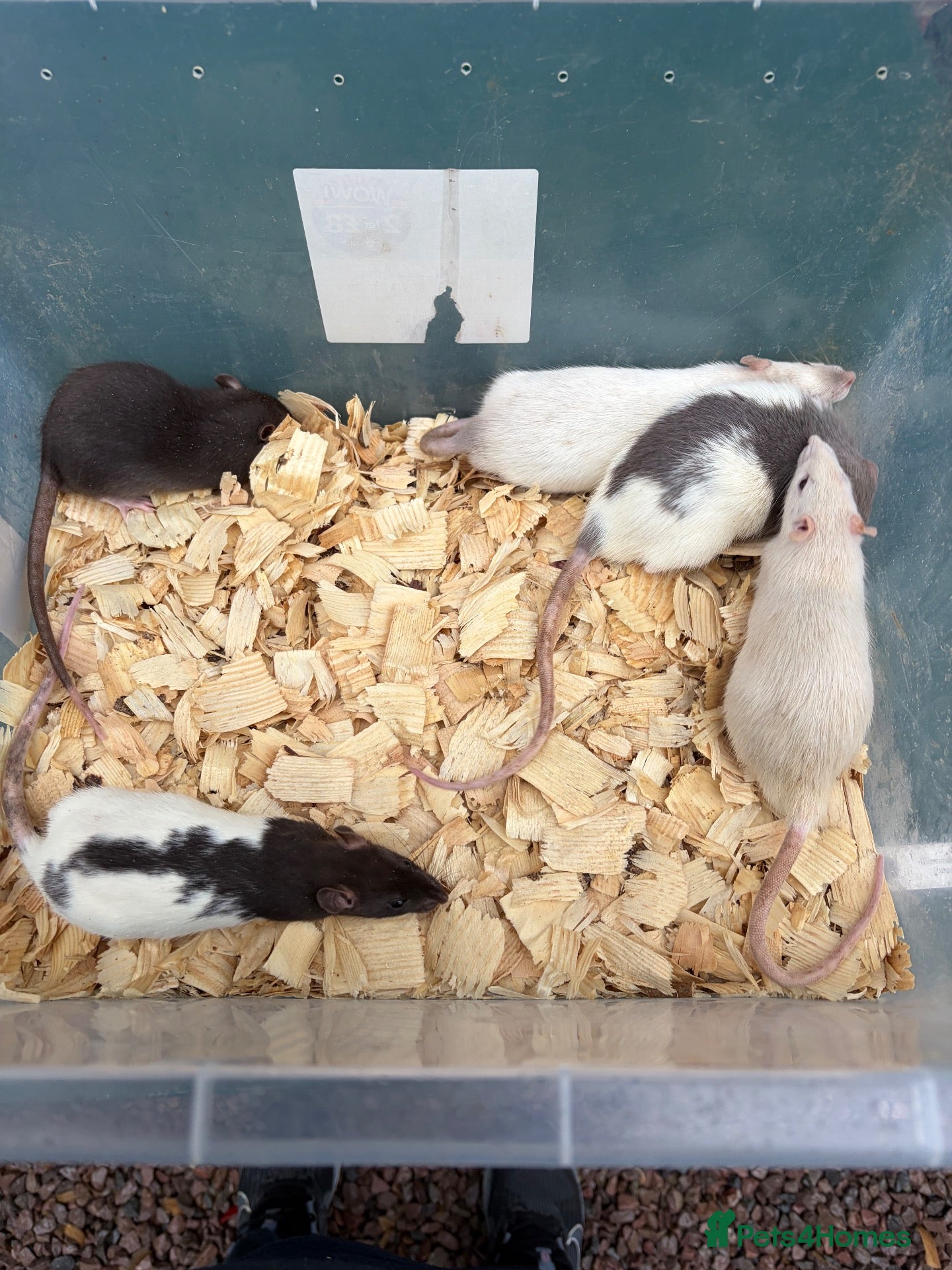 Rat rodents Male rats for sale  - Advert 11