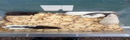 Rat rodents for sale: Male rats for sale  - Advert 1