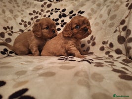 Cavalier King Charles Spaniel dogs - Advert 5