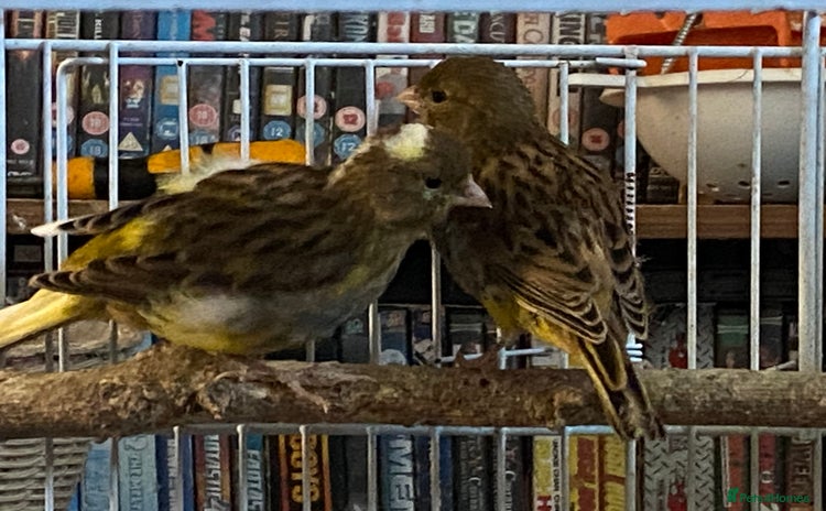 Canaries birds - Advert 4