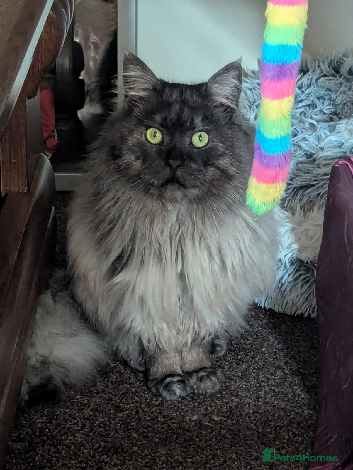 Maine Coon cats Stunning Blue/Black Smoke Maine Coon Stud TICA Act - Advert 2