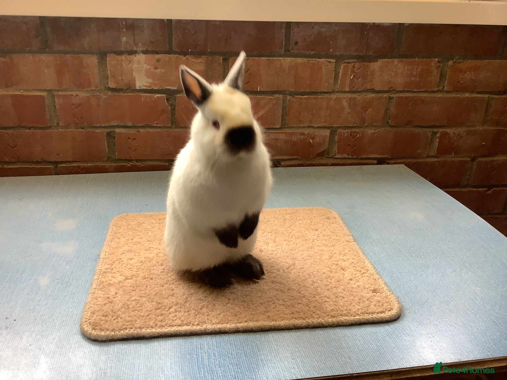 Netherland Dwarf rabbits Himalayan Netherland Dwarf - Advert 12