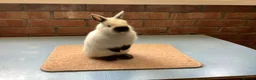 Netherland Dwarf rabbits for sale: Himalayan Netherland Dwarf - Advert 1