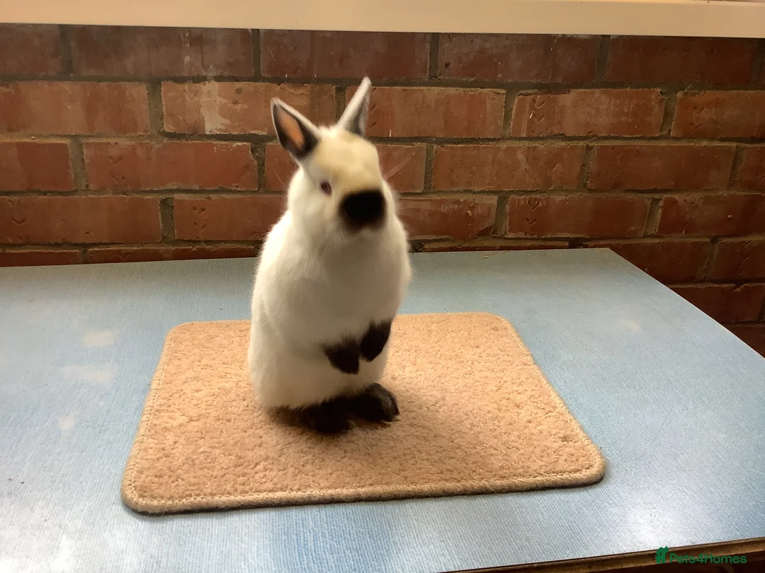 Netherland Dwarf rabbits for sale: Himalayan Netherland Dwarf - Advert 1