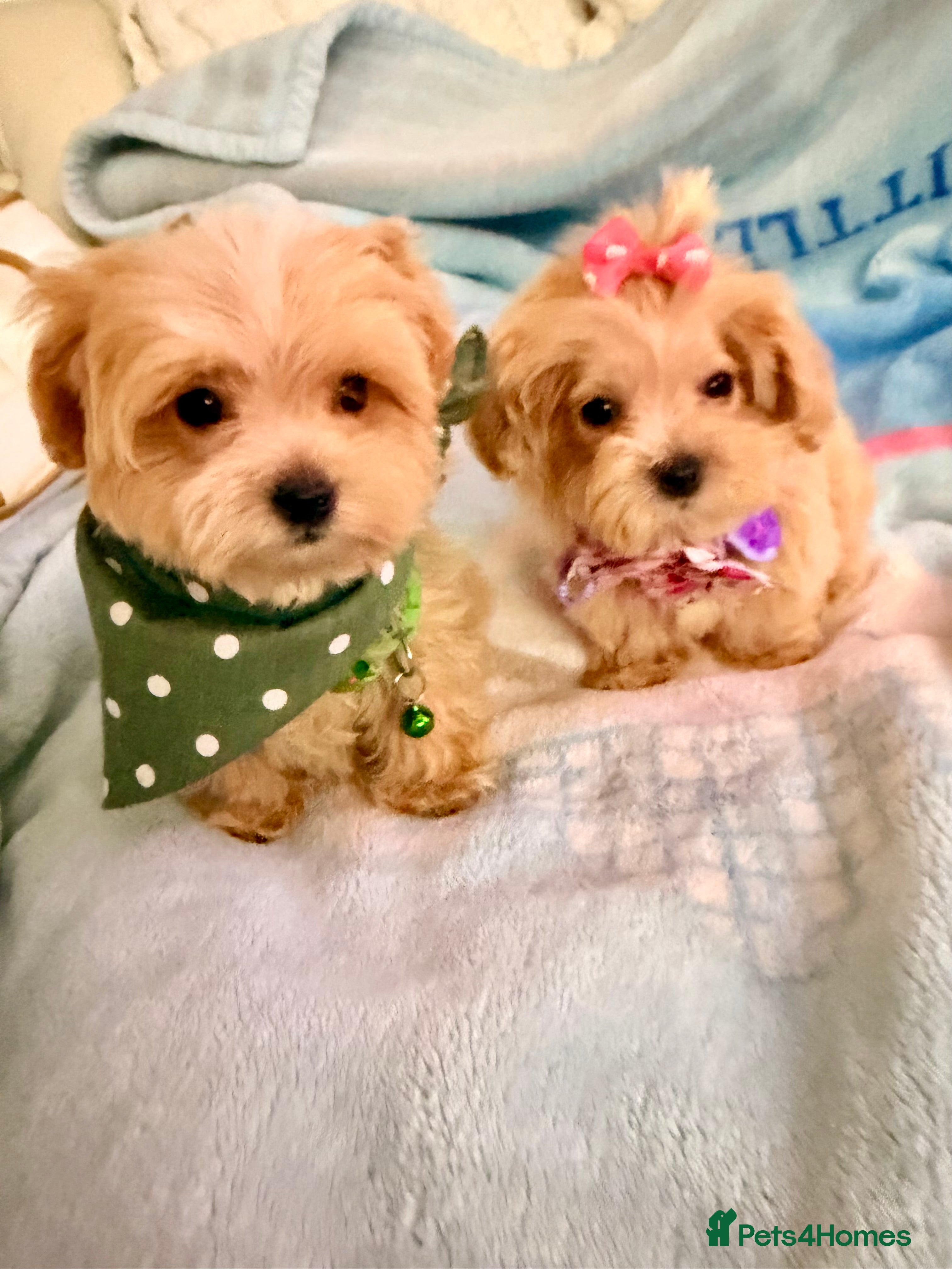 Maltipoo dogs Tiny F1 Maltipoo puppies  - Advert 1