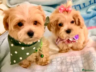 Maltipoo dogs Tiny F1 Maltipoo puppies - Advert 1