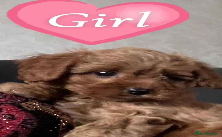 Cavapoo dogs - Advert 4