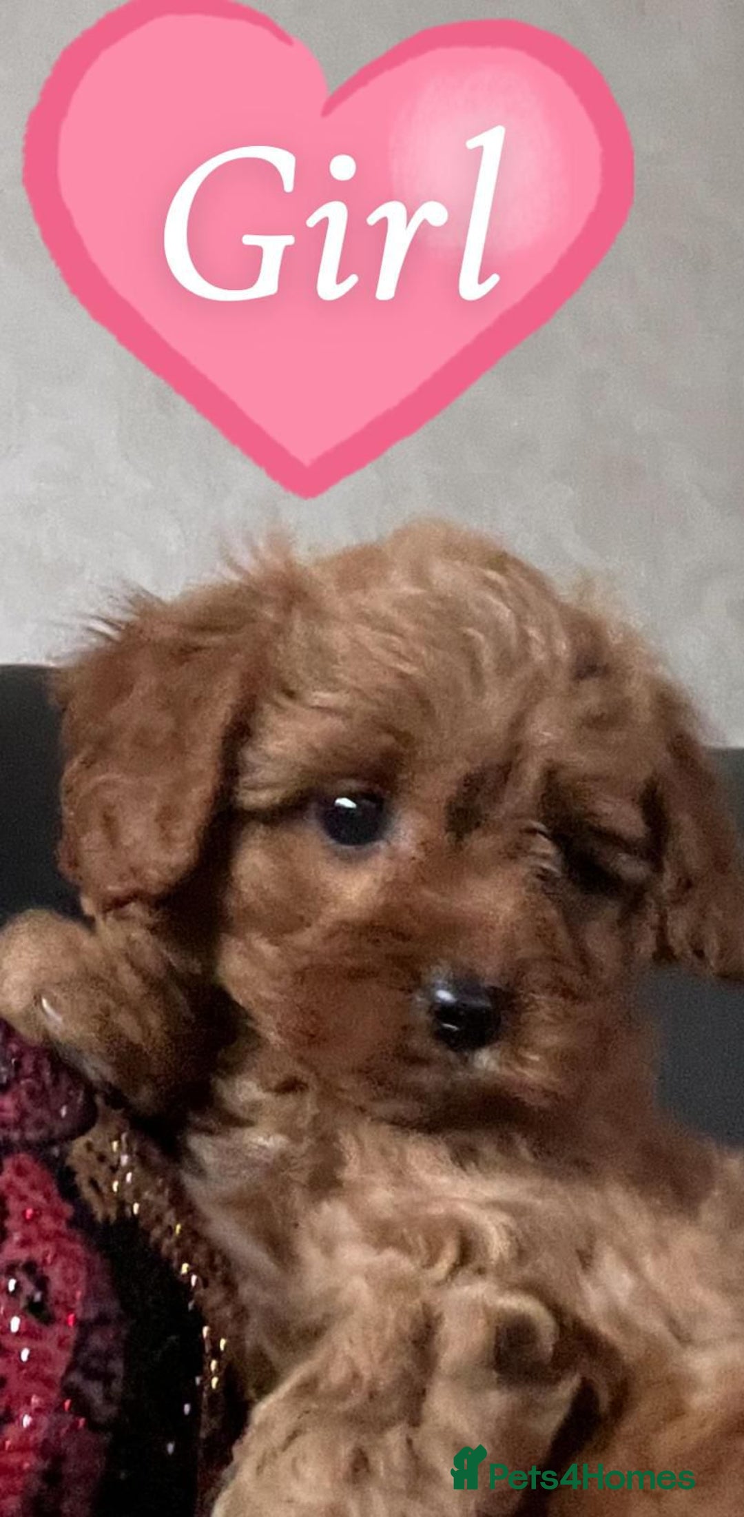 Cavapoo dogs for sale: Cavapoo puppies⭐️⭐️ health tested parents ⭐️⭐️⭐️ - Image 1