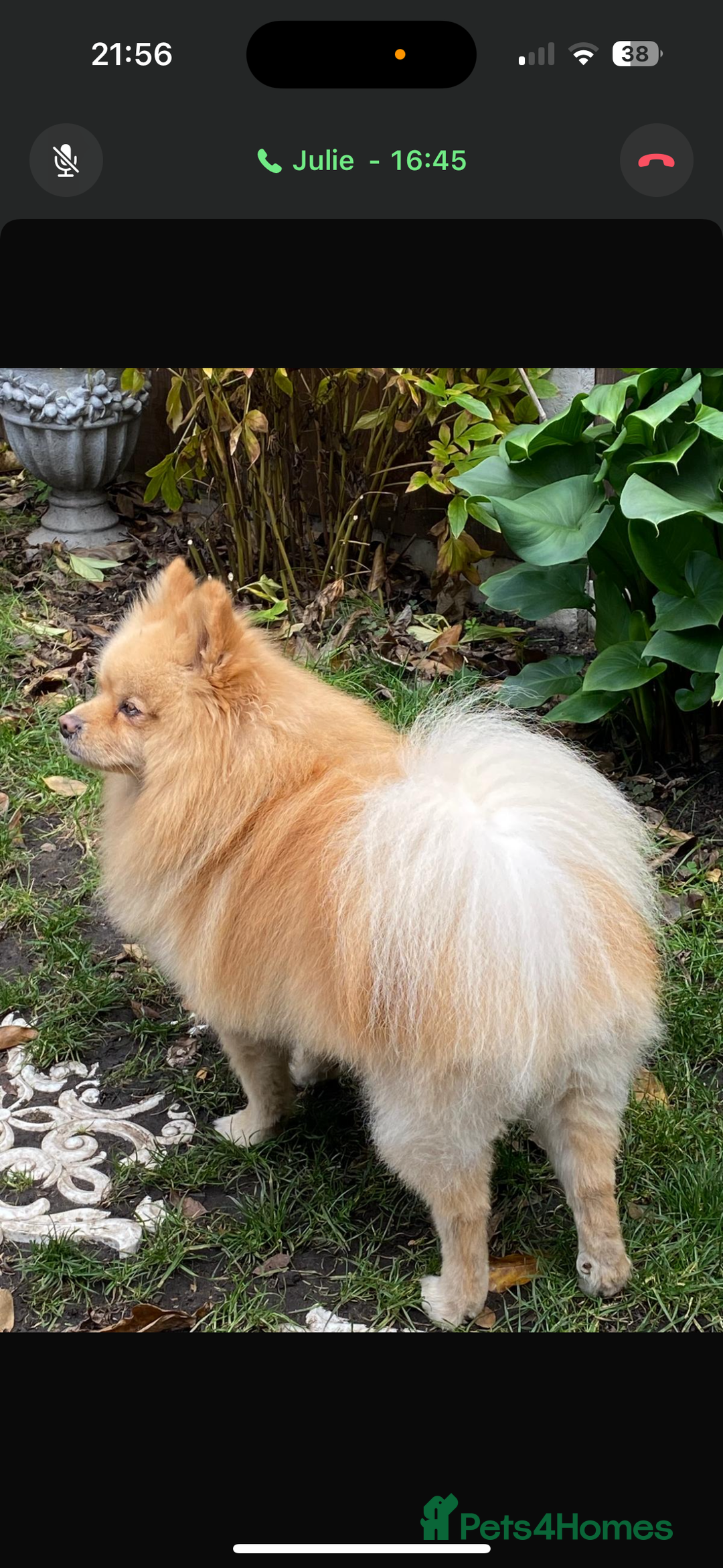 Pomeranian dogs for stud: Purebred Pomeranian for studding - Advert 5