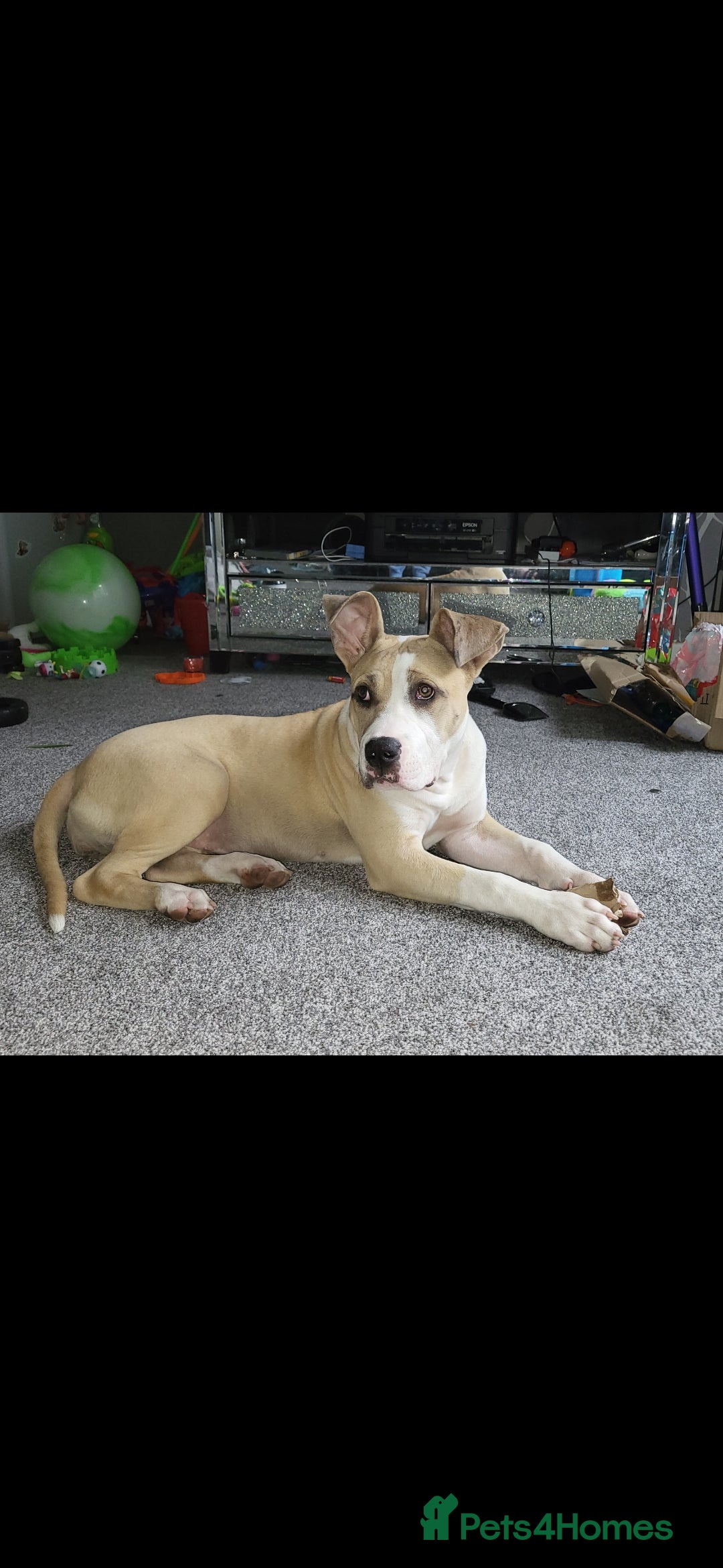 Mixed Breed dogs for sale: American bulldog x American staff - Advert 5