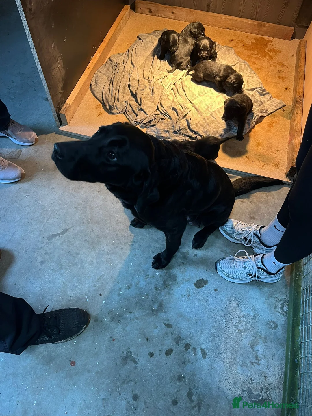 Labrador Retriever dogs for sale: KC registered full breed labrador pups - Advert 5