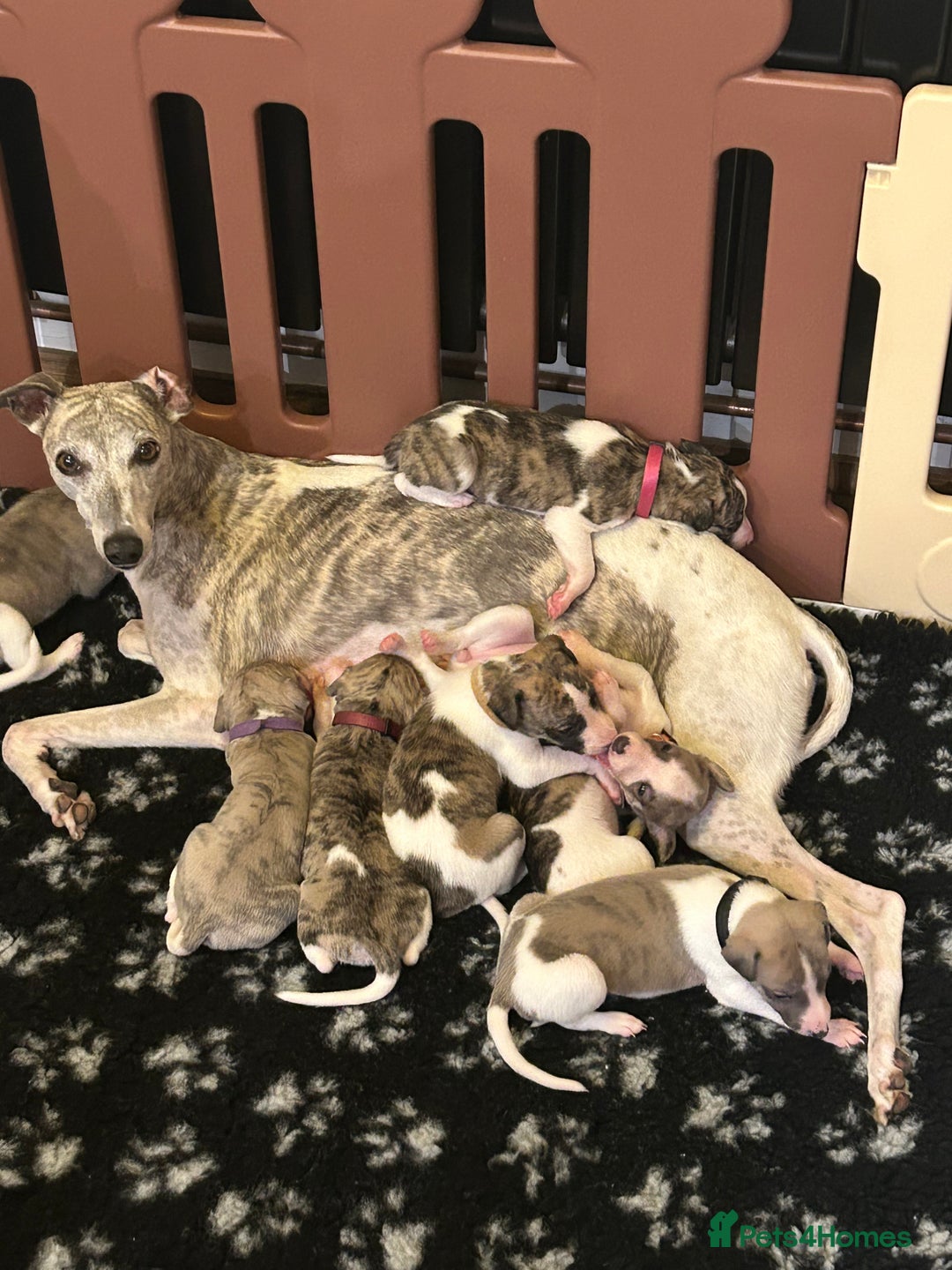 Whippet dogs for sale: A beautiful-well bred litter of small whippets  - Image 11