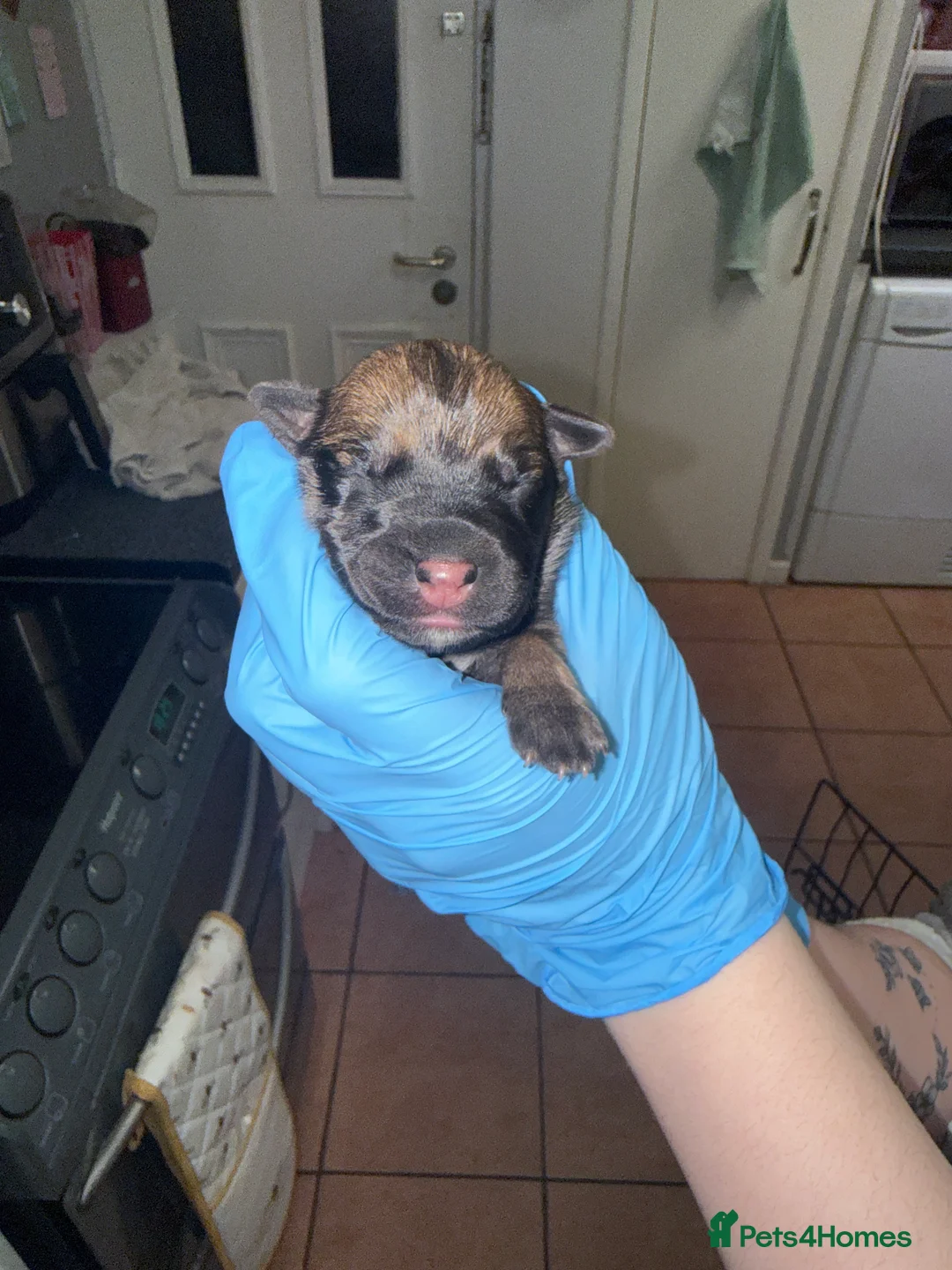 Mixed Breed dogs for sale: 10 puppy’s 6 boys 4 girls ready in 6 weeks  - Advert 5