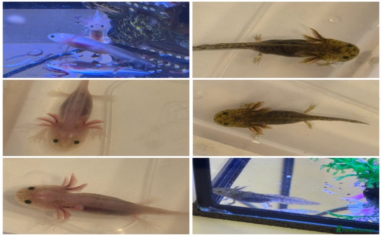 Axolotl reptiles - Advert 1