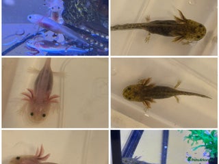 Axolotl reptiles - Advert 3