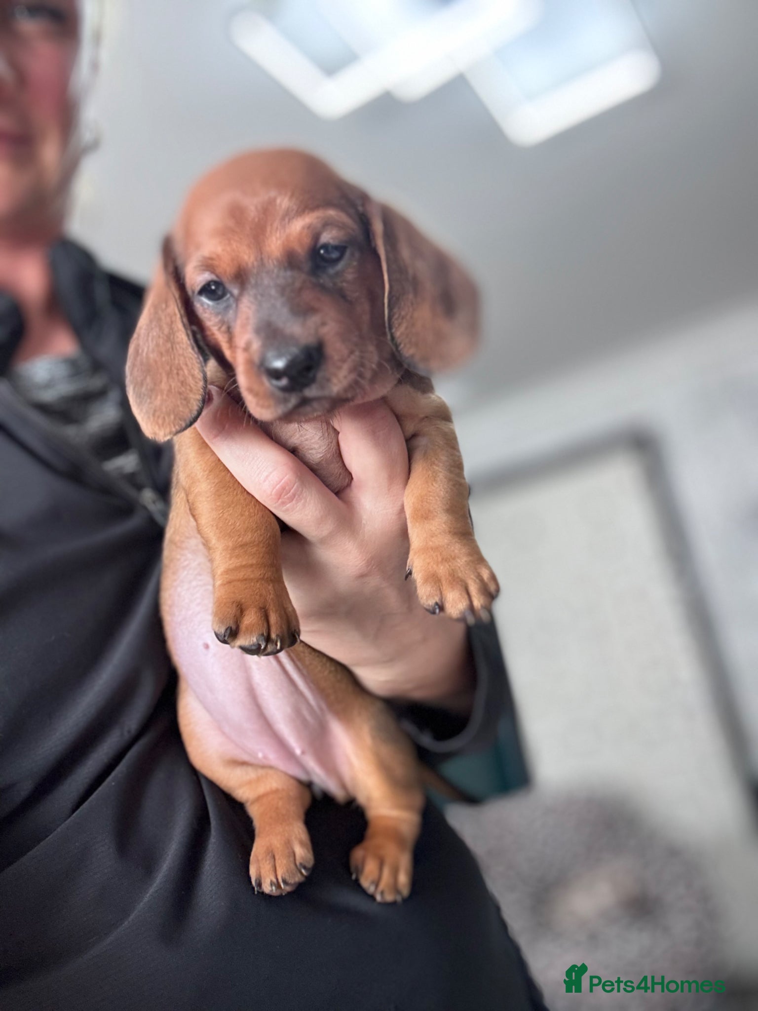 Dachshund dogs 9 adorable standard dachshund puppies available  - Advert 1